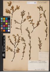 Foto von Salix aurita L.